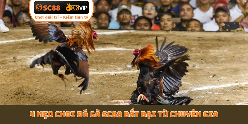4 mẹo chơi đá gà SC88 bất bại từ chuyên gia