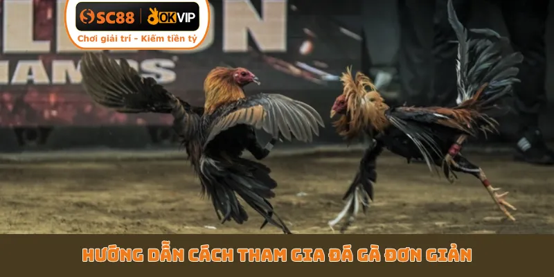 Hướng dẫn cách tham gia đá gà đơn giản